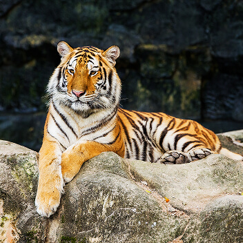 Royal Bengal Tiger at Ranthambore