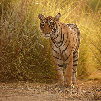  Ranthambore National Park